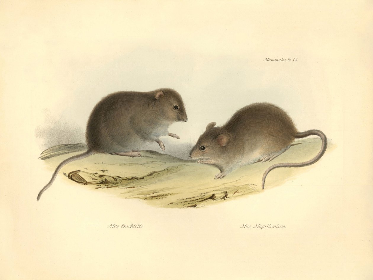 Zoologie: der „Mus brachiotis“ und „Mus Magellanicus“ (Ratten) beschrieben von Charles Darwin während seiner Erkundungsreise an Bord der Beagle. Tafel aus „The Zoology of the voyage of H.M.S. Beagle under the command of Captain Fitzroy during the years 183 von Unbekannter Künstler