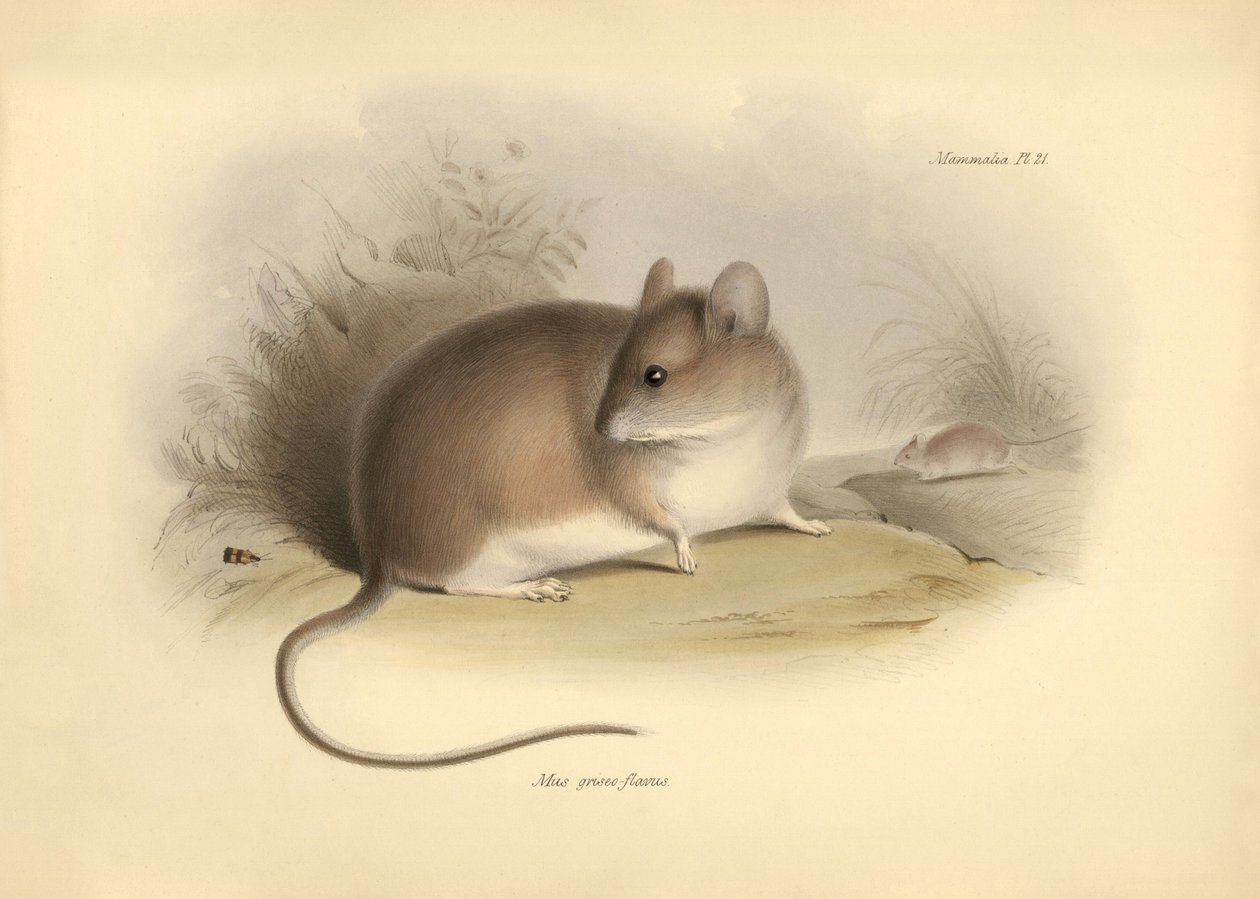 Zoologie: Die „Mus griseoflavus“ oder Blattmaus beschrieben von Charles Darwin während seiner Erkundungsreise an Bord der Beagle. Tafel aus „The Zoology of the voyage of H.M.S. Beagle under the command of Captain Fitzroy during the years 1832 to 1836“ bear von Unbekannter Künstler