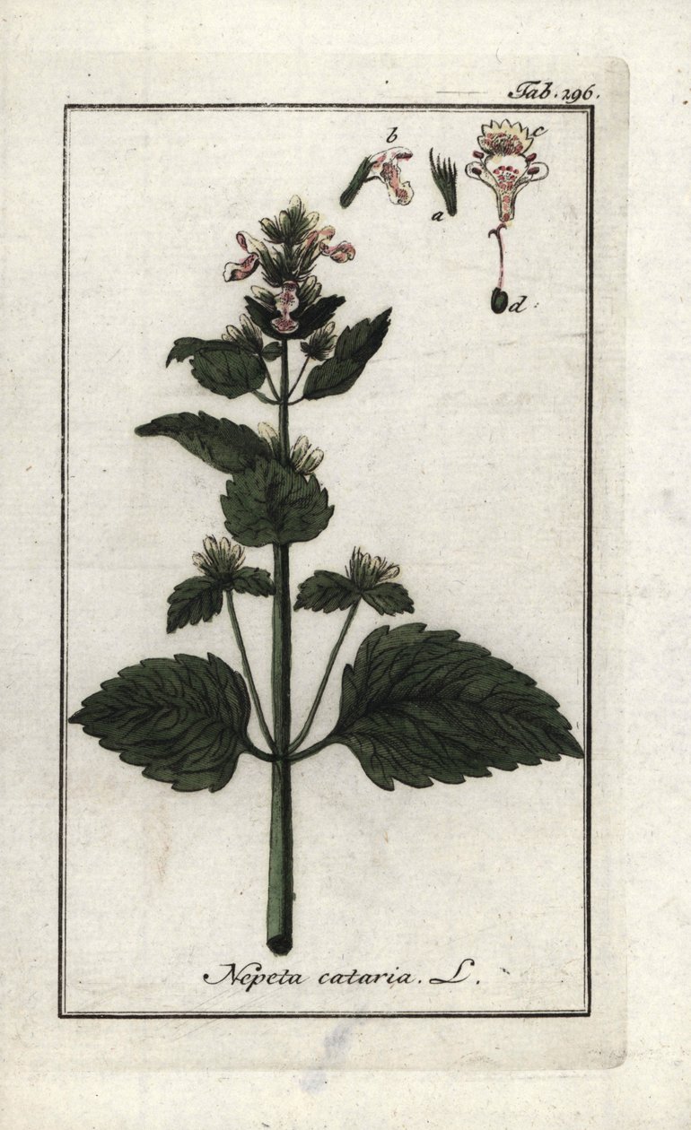 Katzenminze (Nepeta cataria). Lithographie aus Afbeelding der Artseny-Gewassen von Johannes Zorn, Niederlande von Unbekannter Künstler