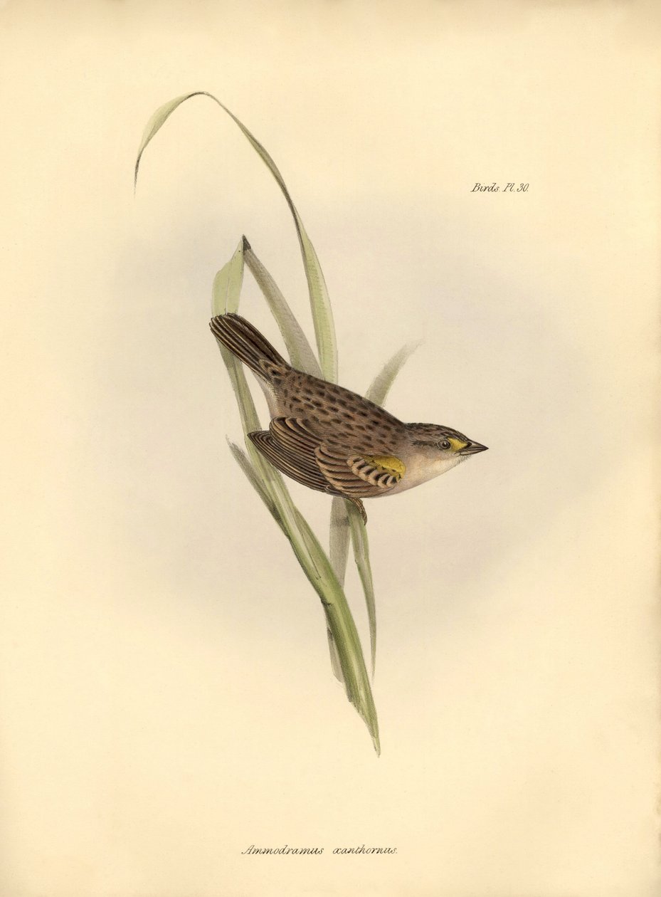 Ornithologie: Ammodramus xanthornus von Unbekannter Künstler