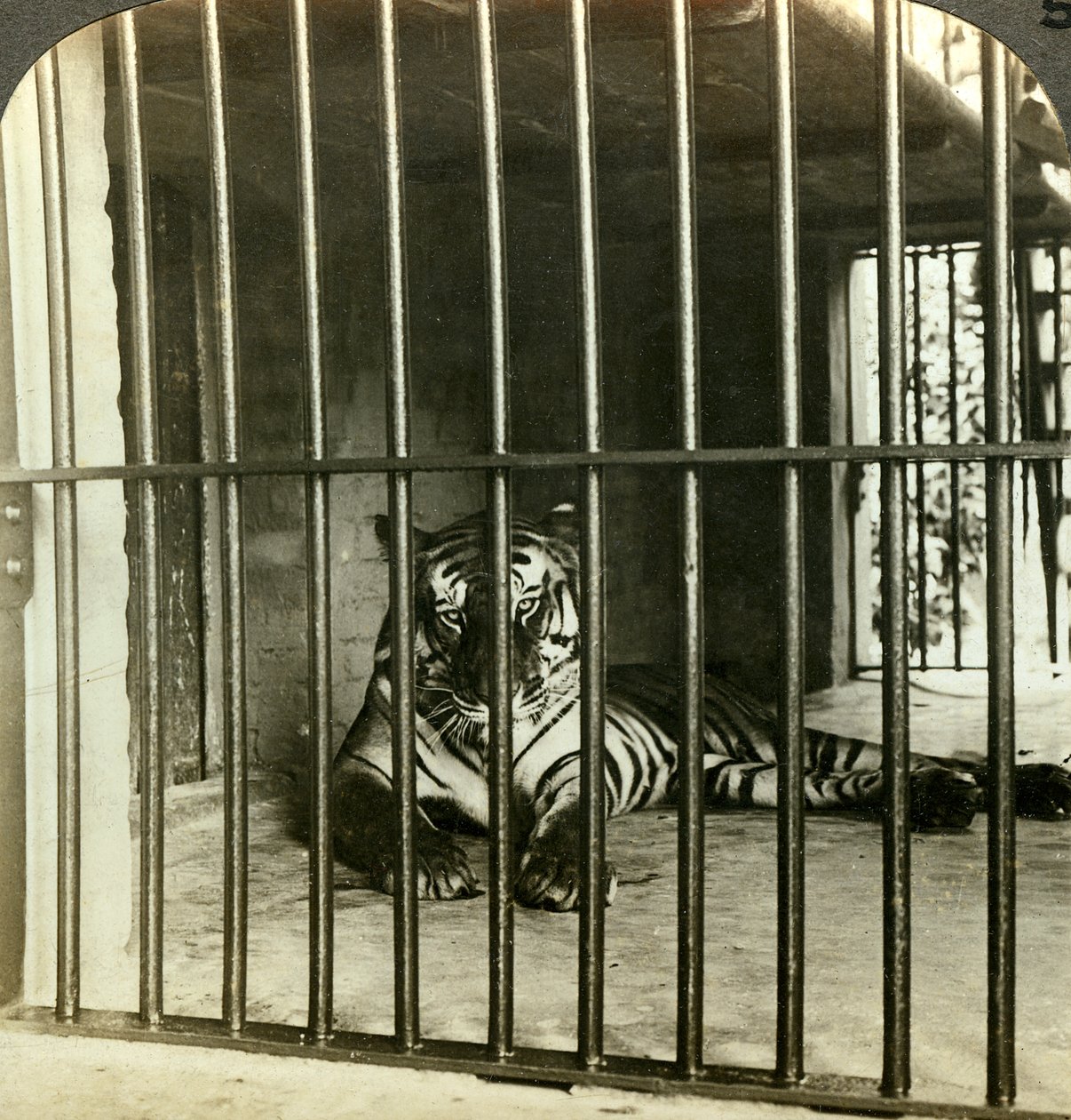 Gefangener menschenfressender Tiger, verantwortlich für 200 Todesfälle, Kalkutta, Indien, ca. 1903 von Underwood and Underwood