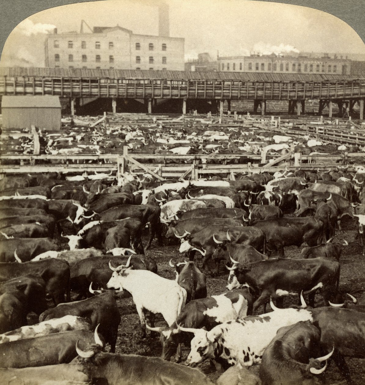 Vieh, Great Union Stock Yards, Chicago, Illinois, USA von Underwood and Underwood