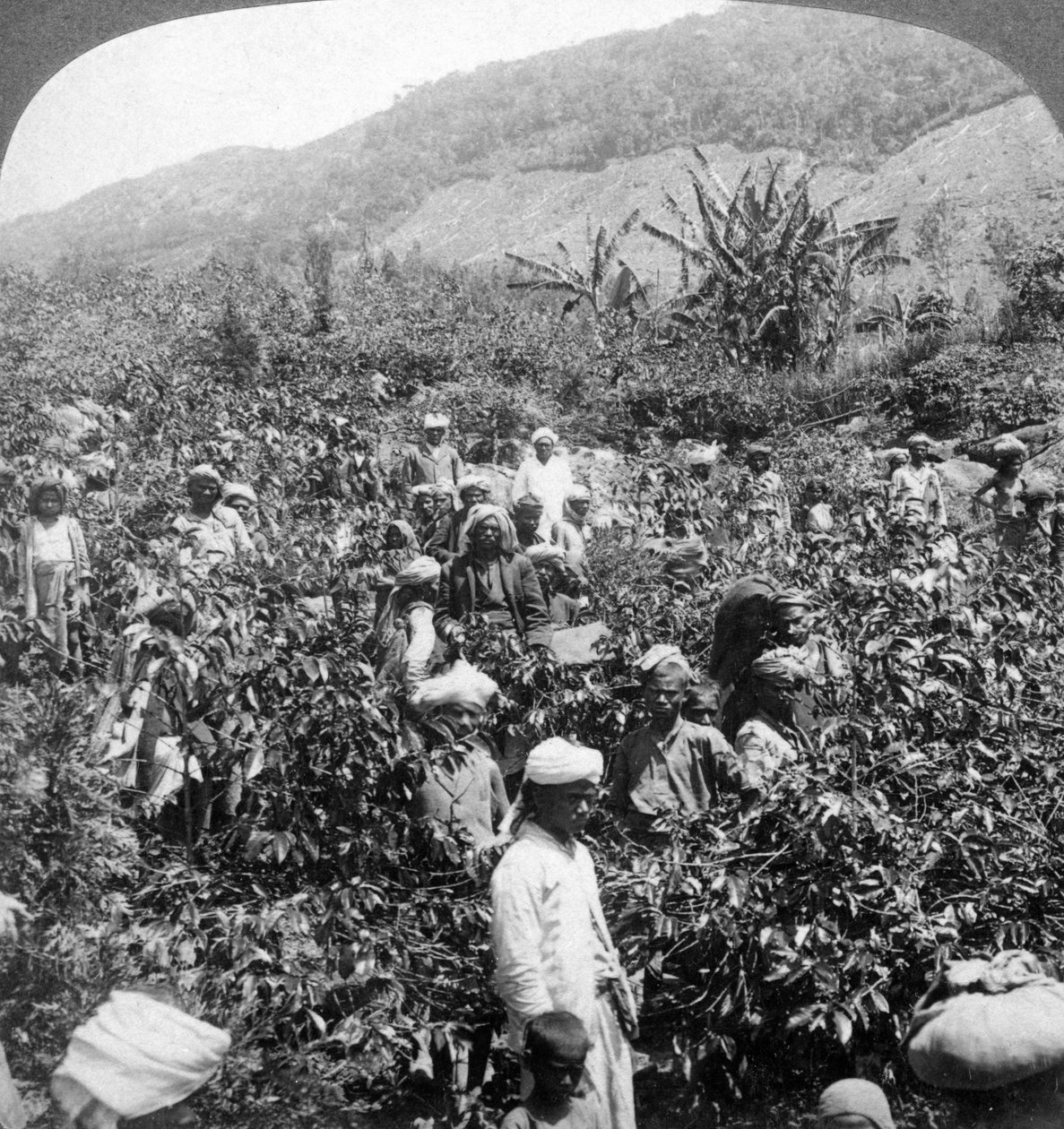 Kaffeeernte auf dem Anwesen von Sir Thomas Lipton, Dambutenne, Sri Lanka, 1903 von Underwood and Underwood
