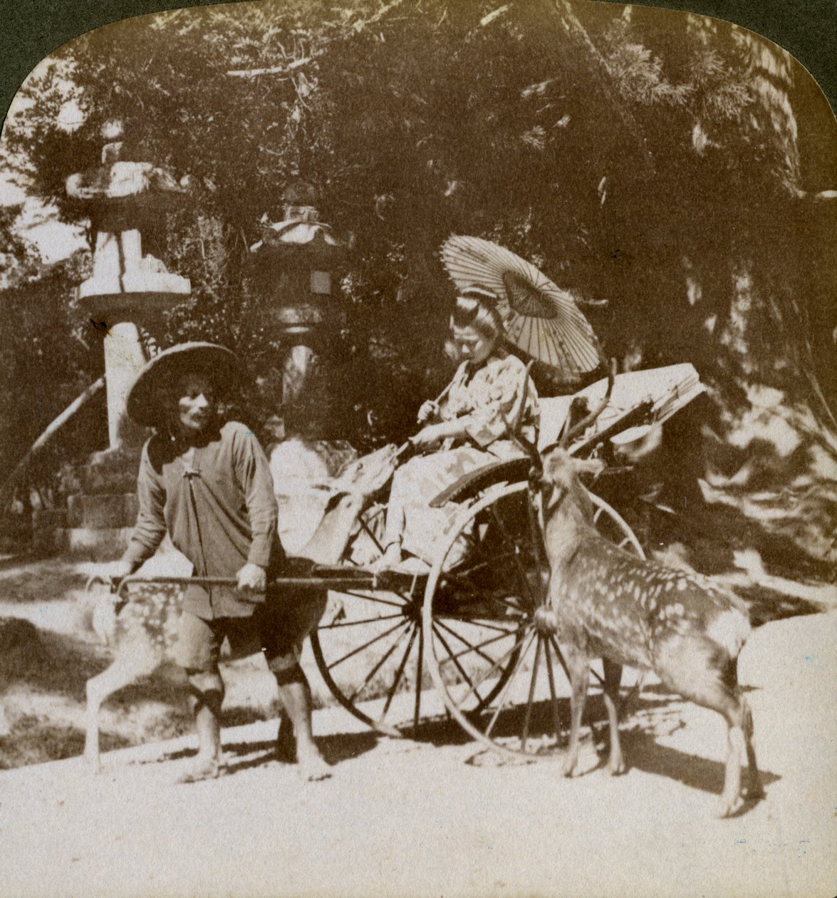 Mädchen füttert heilige Hirsche auf dem Weg zum Gebet, Gelände des Kasuga-Tempels, Nara, Japan, 1904 von Underwood and Underwood