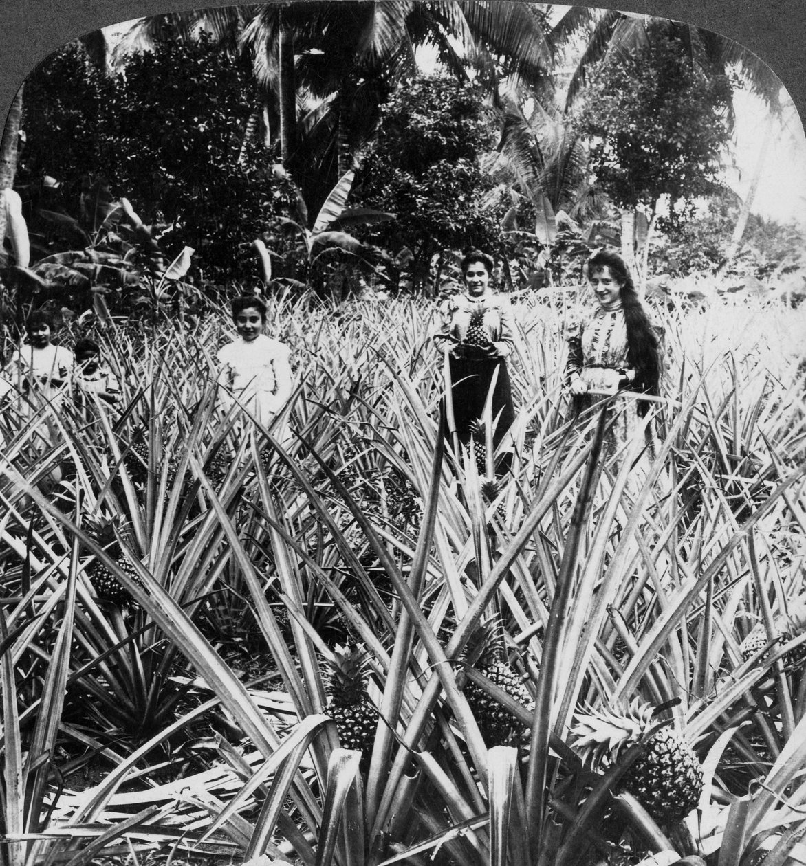 Ananasfelder, Mayaguez, Puerto Rico von Underwood and Underwood