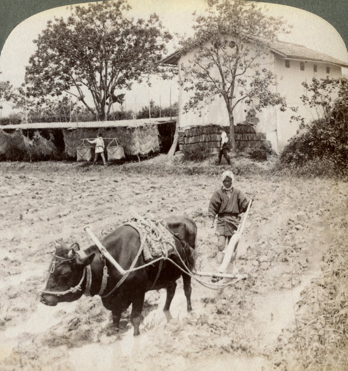 Pflügen von überflutetem Boden für den Reisanbau, nördlich der Hauptstraße bei Uji, nahe Kyoto, Japan, 1904 von Underwood and Underwood