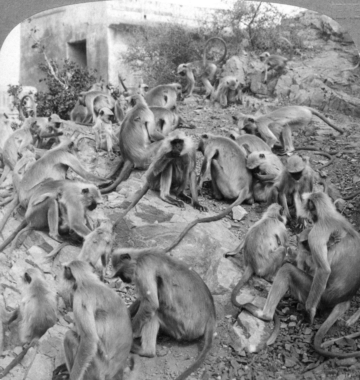 Heilige Affen in Galta, nahe Jeypore, Indien, 1904 von Underwood and Underwood