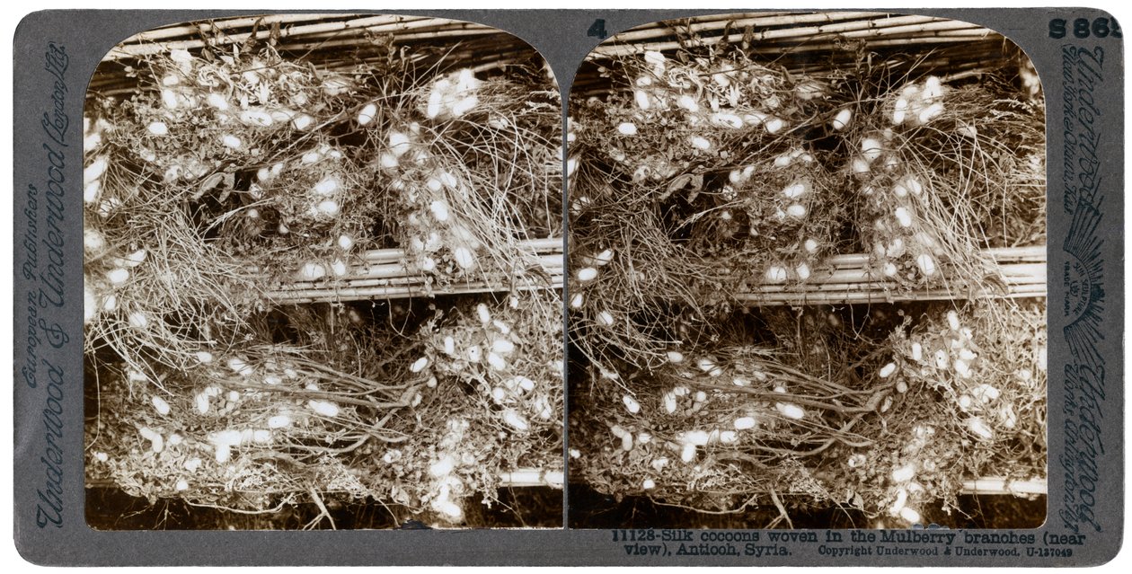 Seidenkokons in Maulbeerzweige gewebt, Antiochia, Syrien, 1900er von Underwood and Underwood
