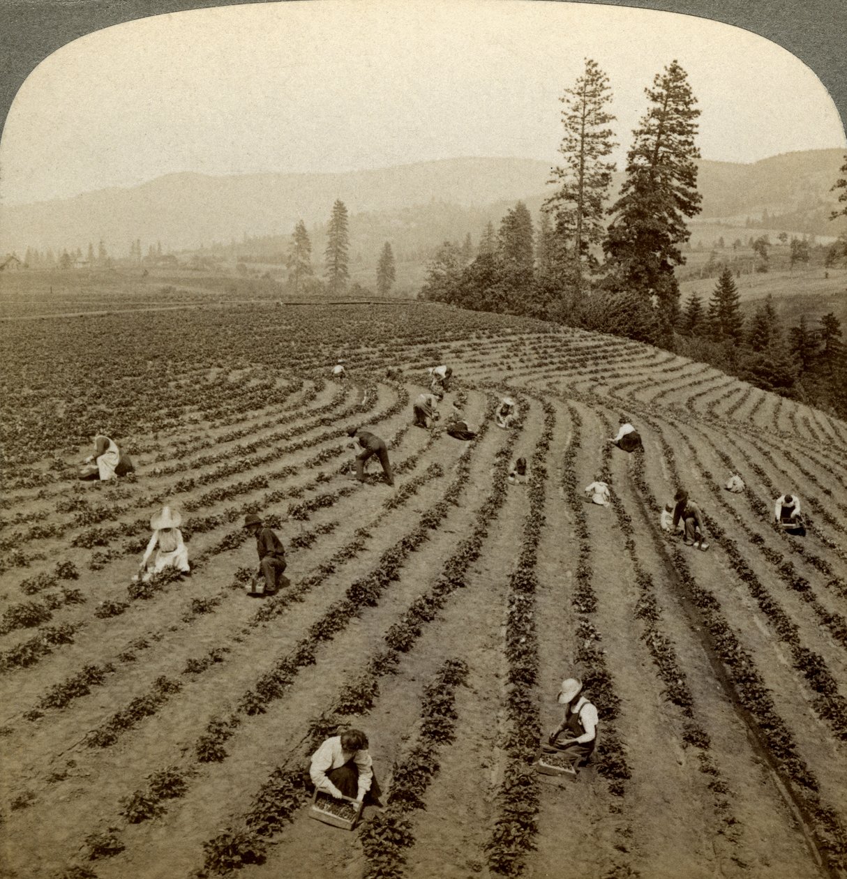 Erdbeerpflücken, Cedar Creek Farm, Hood River Valley, Oregon, USA von Underwood and Underwood