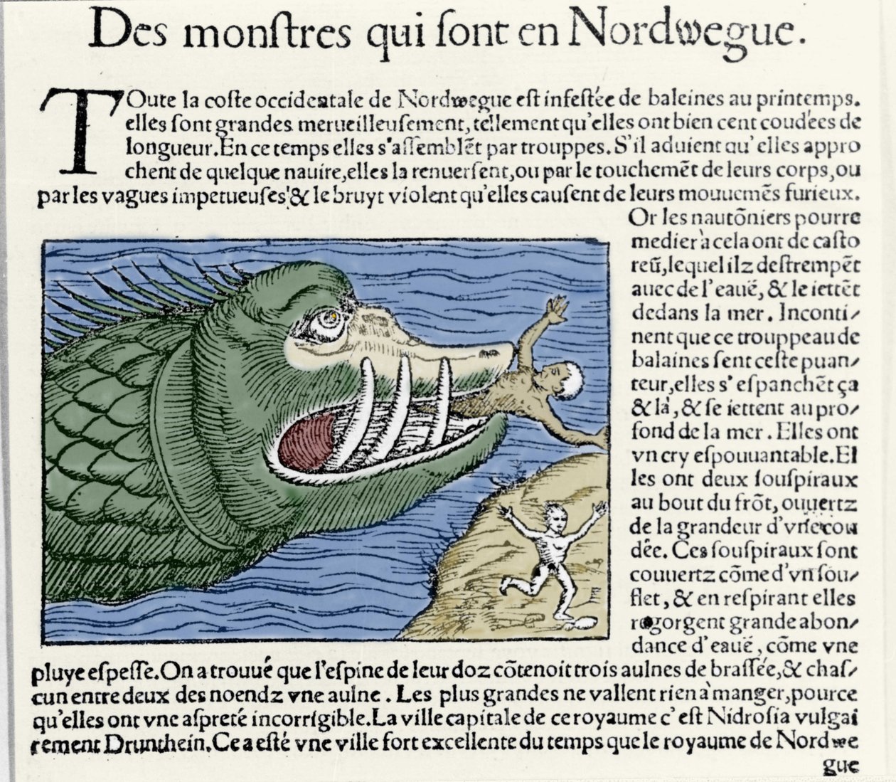 Ein Meeresmonster schlägt einen Schwimmer in der Nähe der Küste Norwegens. Gravur von Olaus Magnus (1490 - 1557), schwedischer Geistlicher und Geograph, „Historia de Gentis Septentrionalibus“, Venedig von Unknown artist