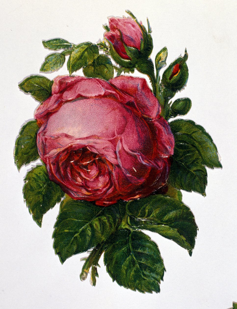 Eine Rose von Unknown artist