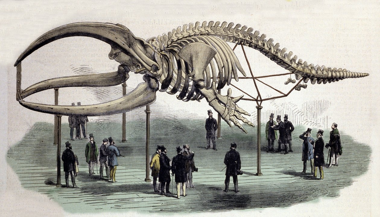 Ein Walskelett am Royal College of Surgeons in London. Gravur des 19. Jahrhunderts von Unknown artist