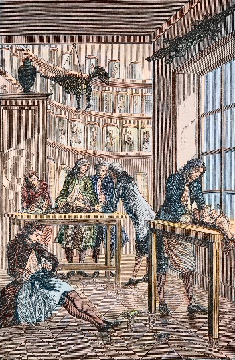 Albrecht von Haller (Albert de Haller) (1708-1777) in seinem Labor in Bern in der Schweiz - Labor des Schweizer Arztes Albrecht von Haller (1708-1777) in Bern von Unknown artist