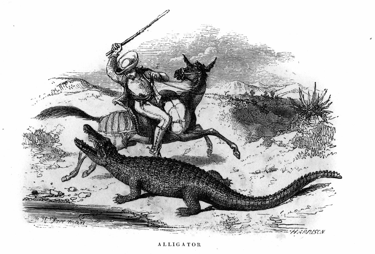 Alligator in Südamerika Mitte des 19. Jahrhunderts von Unknown artist