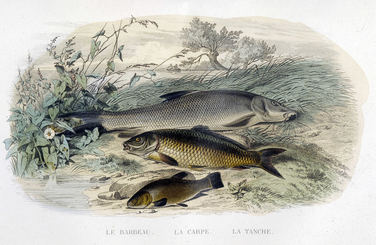Barbeau, Karpfen und Schleie - in "Histoire naturelle" von Lacépède, T.II, ed. Furne et Cie, Paris von Unknown artist