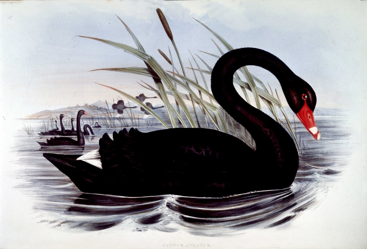 Schwarzer Schwan (Cygnus atratus) - aus J. Goulds „Vögel von Australien“, frühes 19. Jahrhundert von Unknown artist