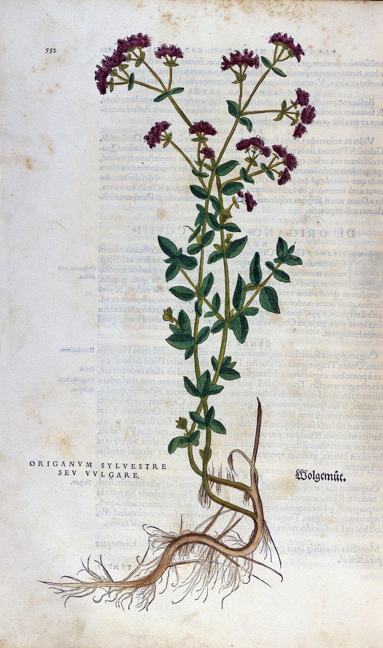 Botanische Tafel: Oregano. Herbarium von Leonhard Fuchs, „Historia Stirpium“, Basel von Unknown artist