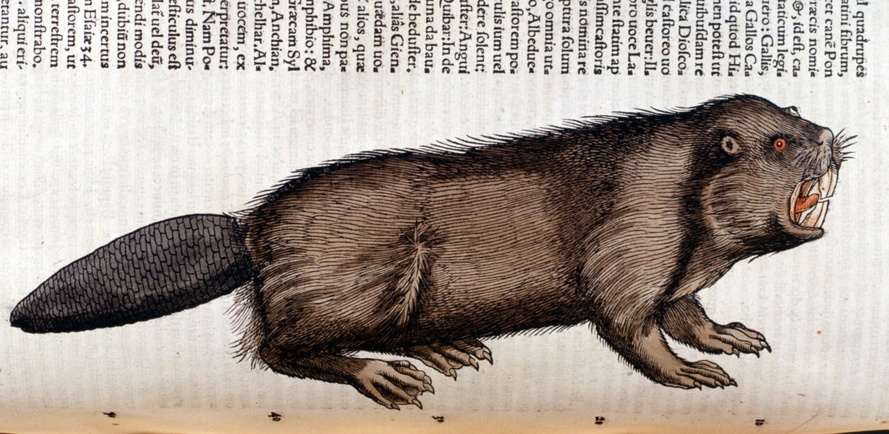 Castor - in „Historia Animalium“ von Conrad Gesner, Tiguri von Unknown artist