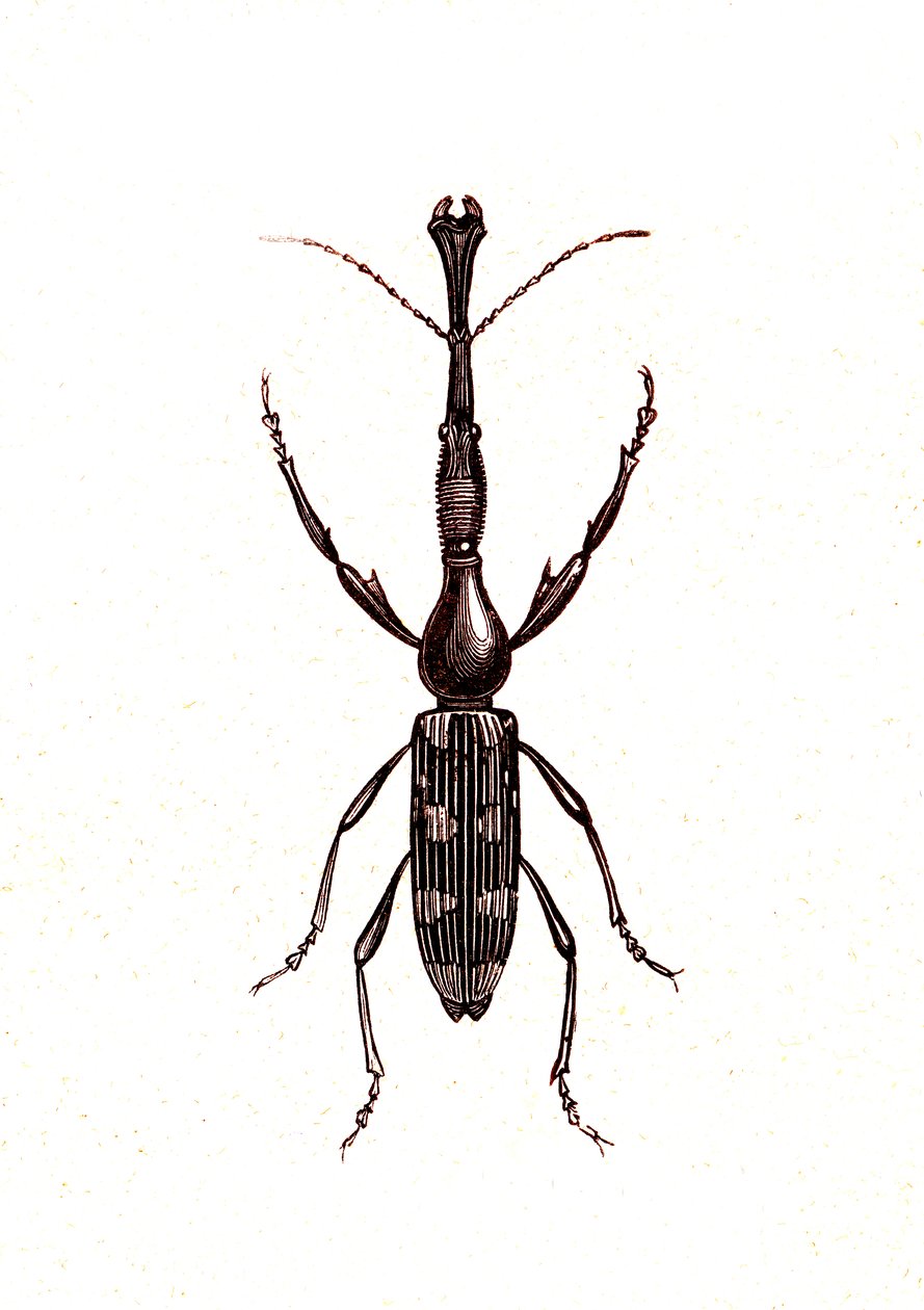 Coleoptera: Brenthus Temminchii von Unknown artist