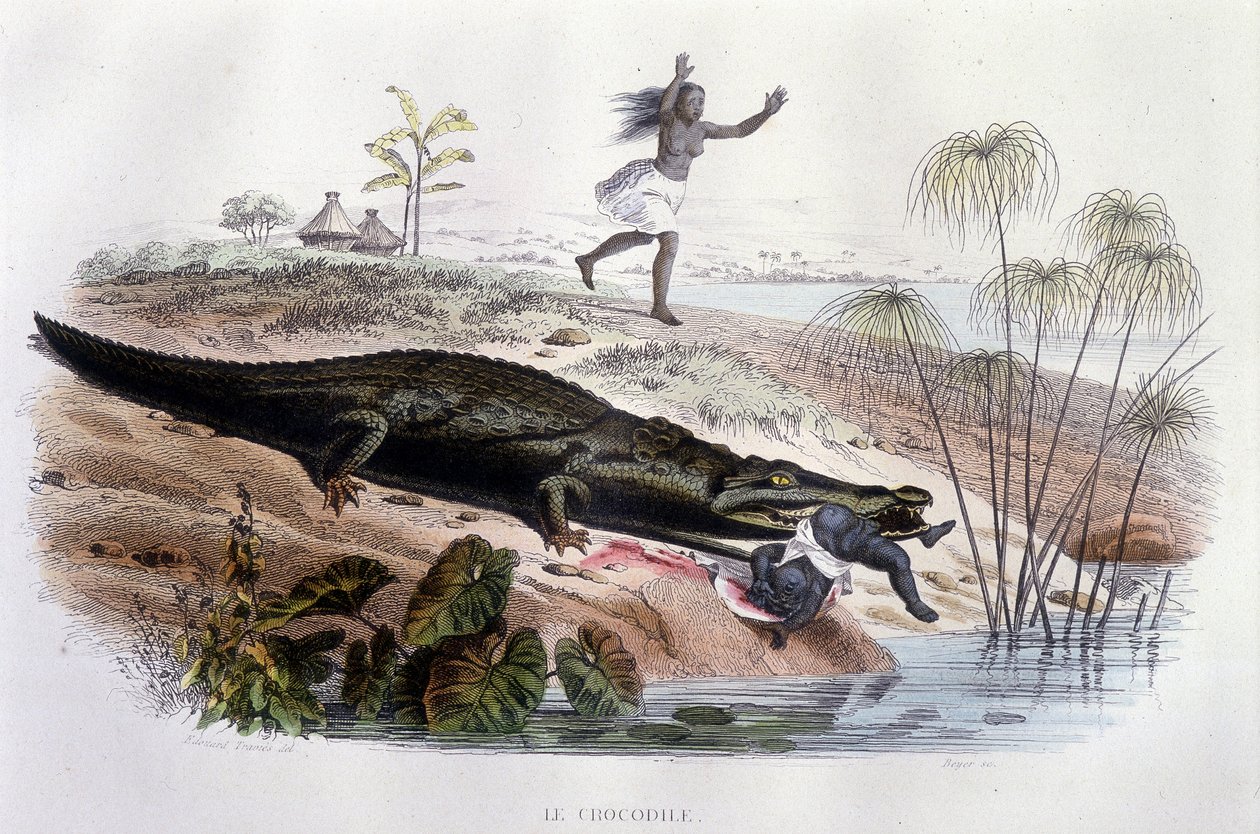 Krokodil verschlingt ein kleines Kind - in „Histoire Naturelle“ von Lacépède, ed. Furne, Paris von Unknown artist