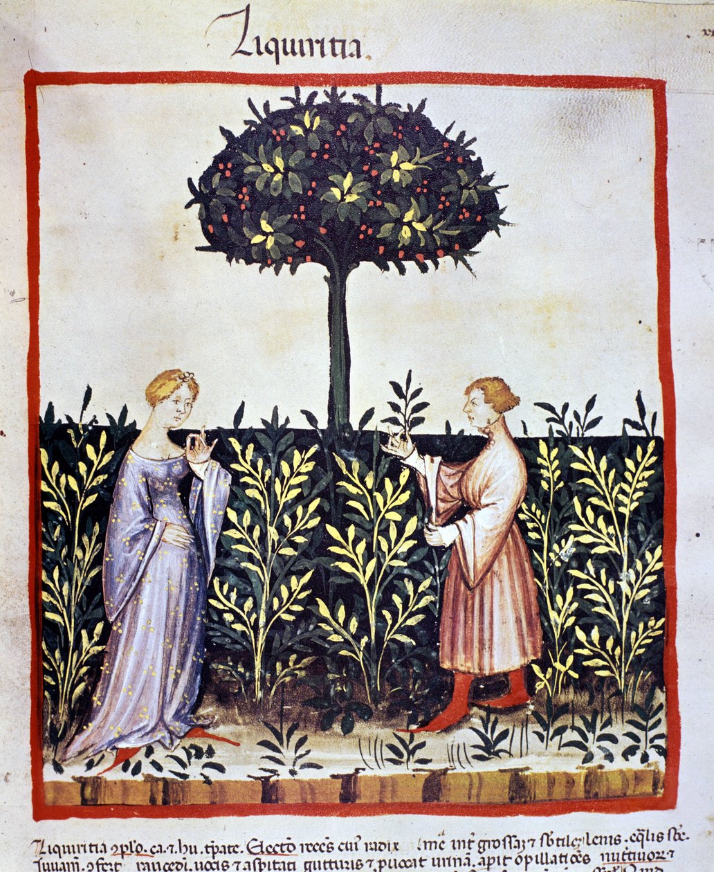 Anbau von Heilpflanzen: Ernte von Lakritze (Holz oder Wurzel). Beleuchtung aus dem "Tacuinum sanitatis" von Unknown artist