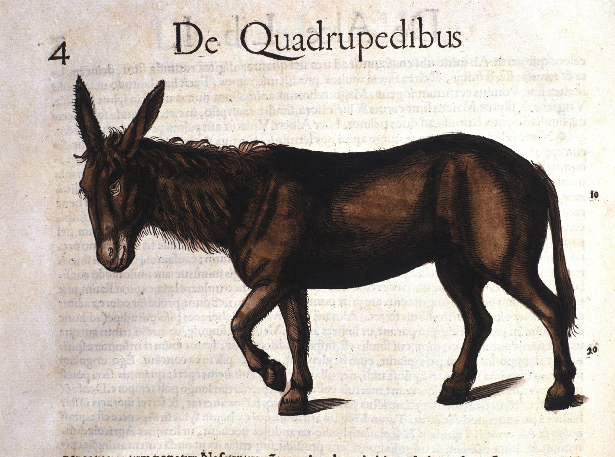 Esel aus Historia Animalium von Conrad Gesner, Tiguri 1560 von Unknown artist