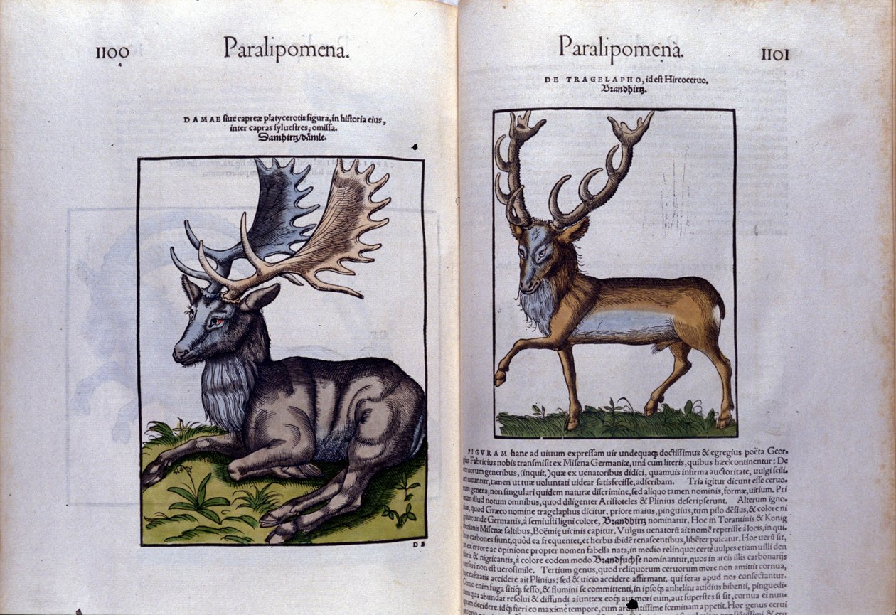Doppelseite des Hirsches in Historia Animalium von Conrad Gesner (1516-1565) von Unknown artist