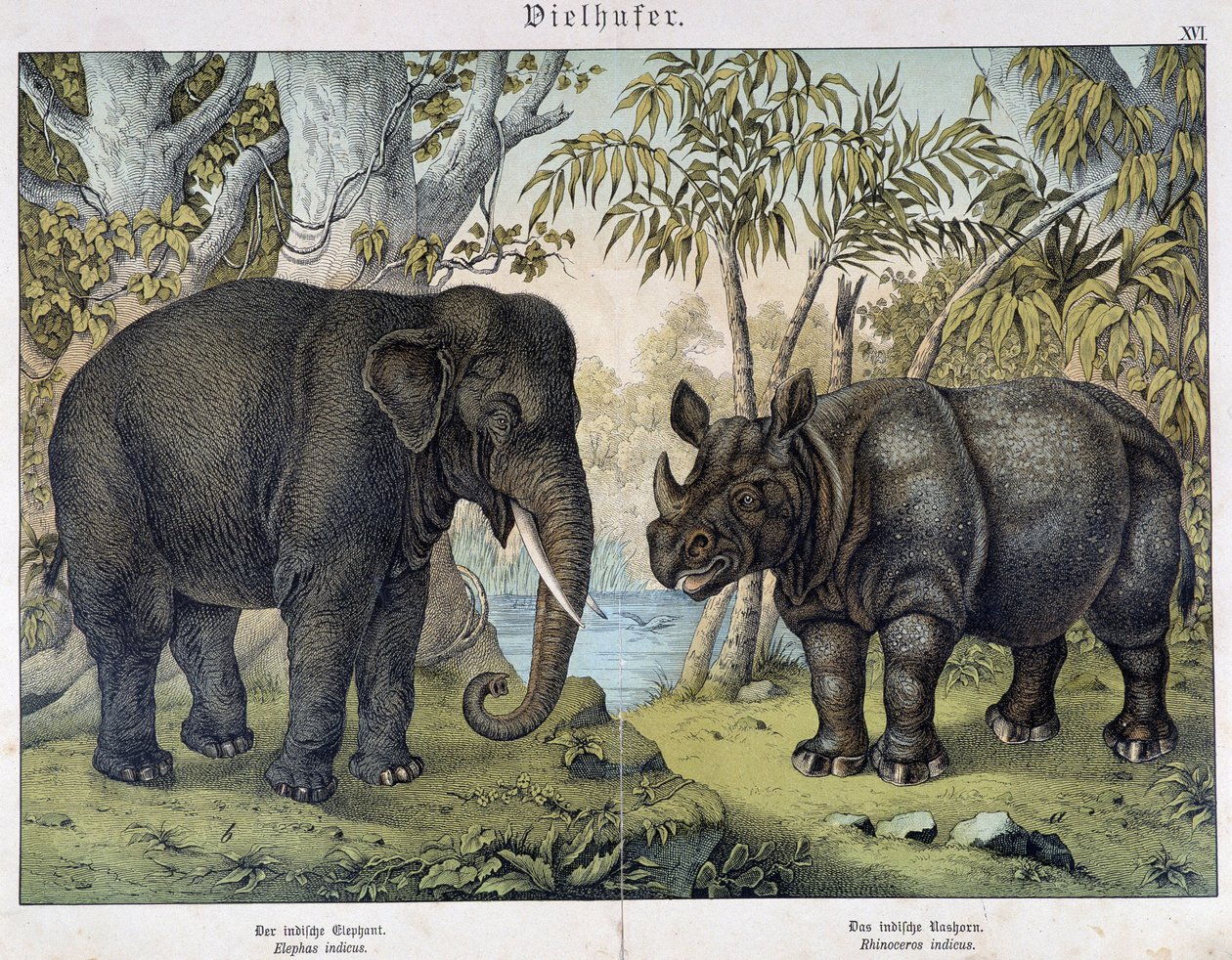 Elefant und Nashorn - in „Natural histories of mammals“, ed. Schreiber, München von Unknown artist