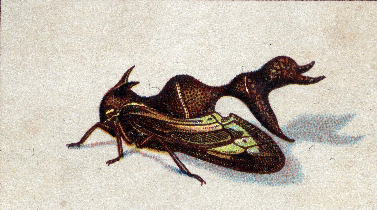 Entomologie: Darstellung eines weiblichen beißenden Heteronoten, Insektenserie, Anfang 20. Jahrhundert von Unknown Artist