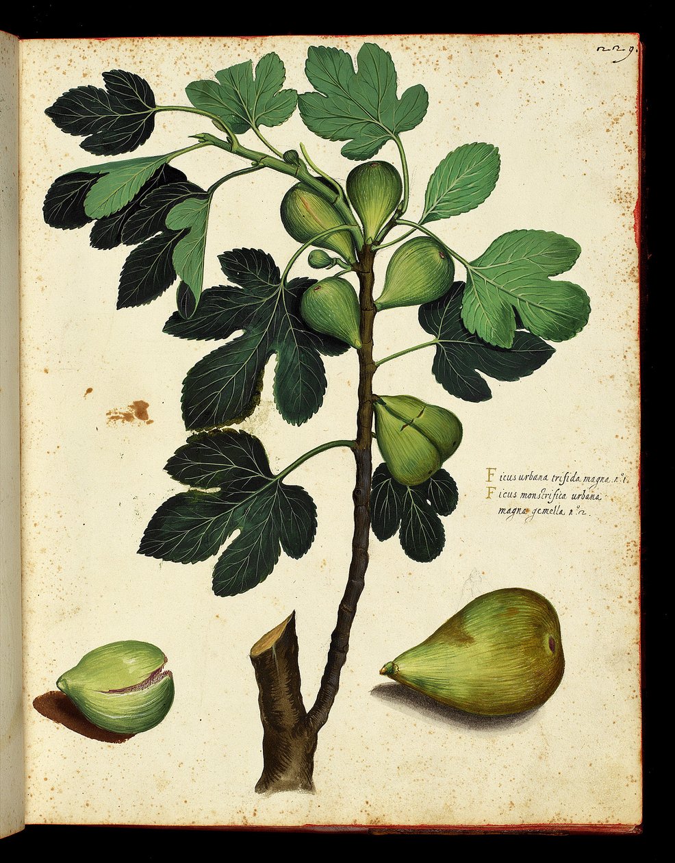 Feige und Feigenzweig, botanische Tafel aus einem Werk der Naturgeschichte über Früchte und Gemüse. Ulisse Aldrovandi Fonds, Universitätsbibliothek, ed. 1603. von Unknown artist