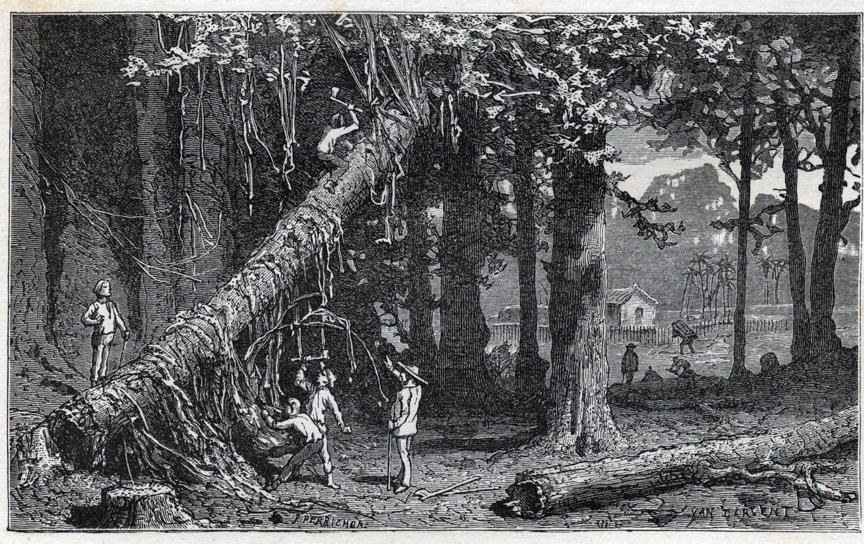 Ernte von Chinarinde - Quinquina (Cinchona officinalis) von Unknown artist