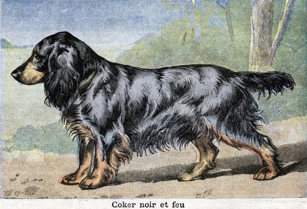 Jagdhund: Schwarzer Cocker und Feuer von Unknown artist
