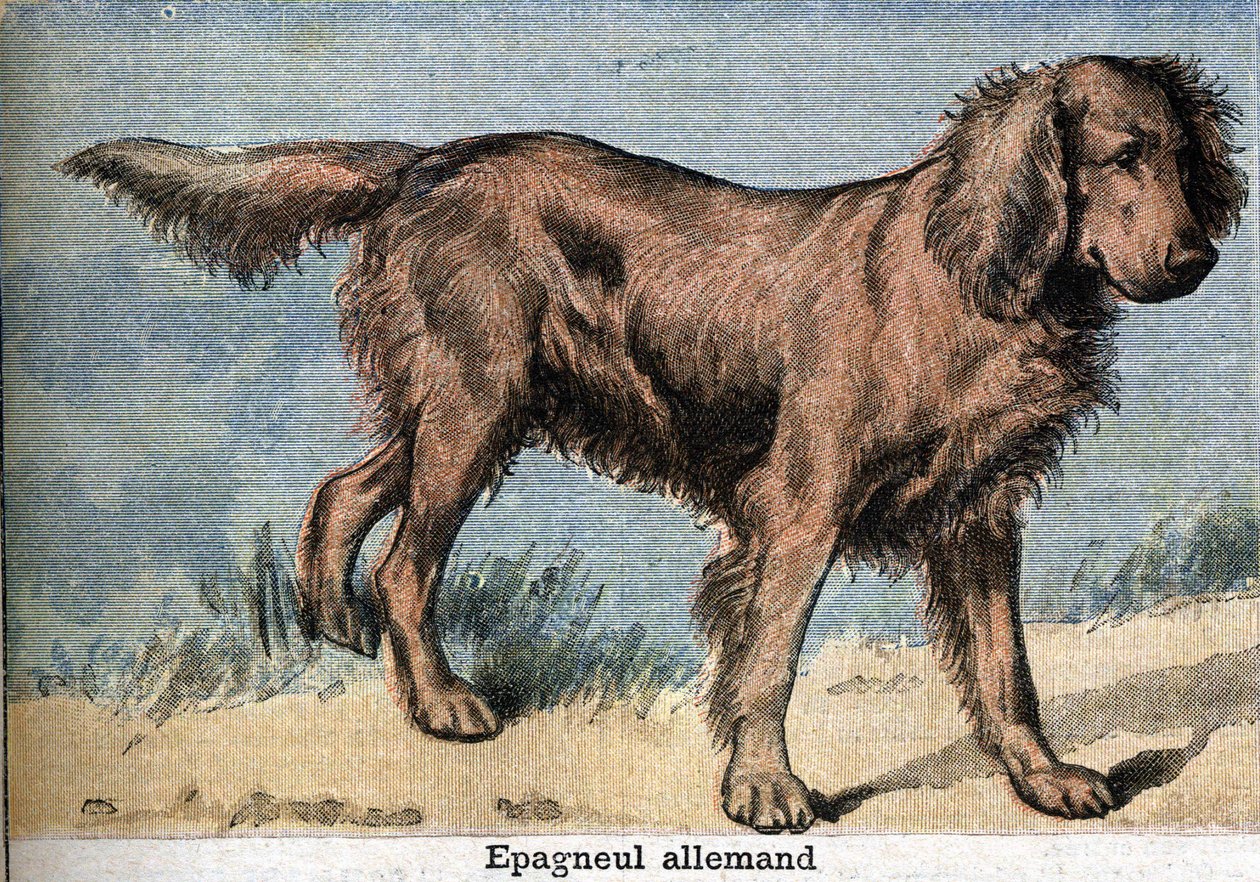 Jagdhund: Deutscher Spaniel von Unknown artist