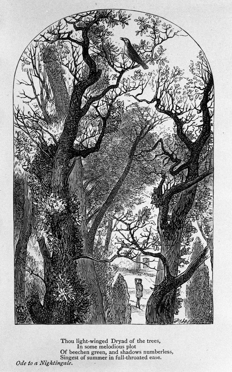 Illustration für „Ode an eine Nachtigall“ von dem Dichter John Keats (1795-1821) 19. Jahrhundert von Unknown artist