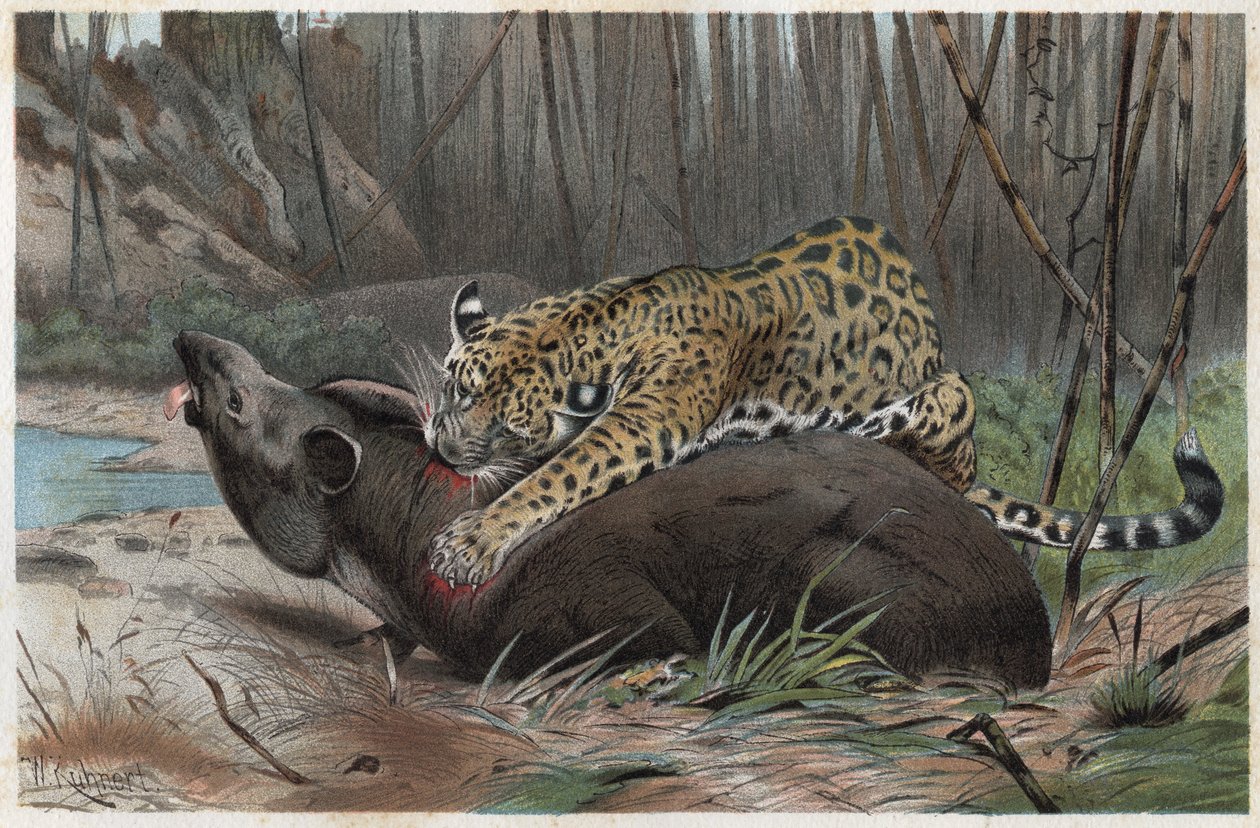Jaguar (Panthera onca) - Gravur aus „Brehms Tierleben“ von Alfred Edmund Brehm (1829-1884) von Unknown artist