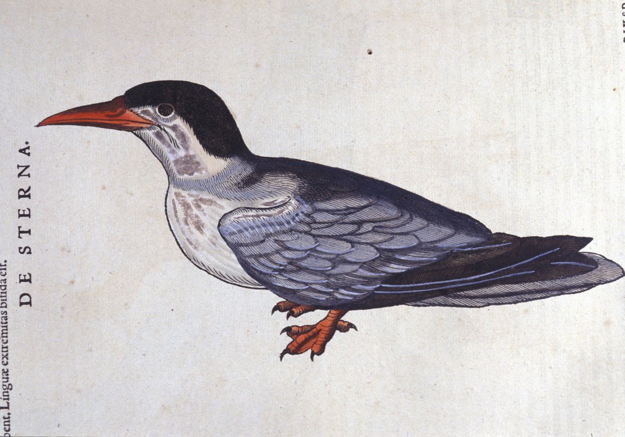 La tern ou Schwalbe des Meeres in Historia Animalium von Conrad Gesner (1516 - 1565), Tiguri von Unknown artist