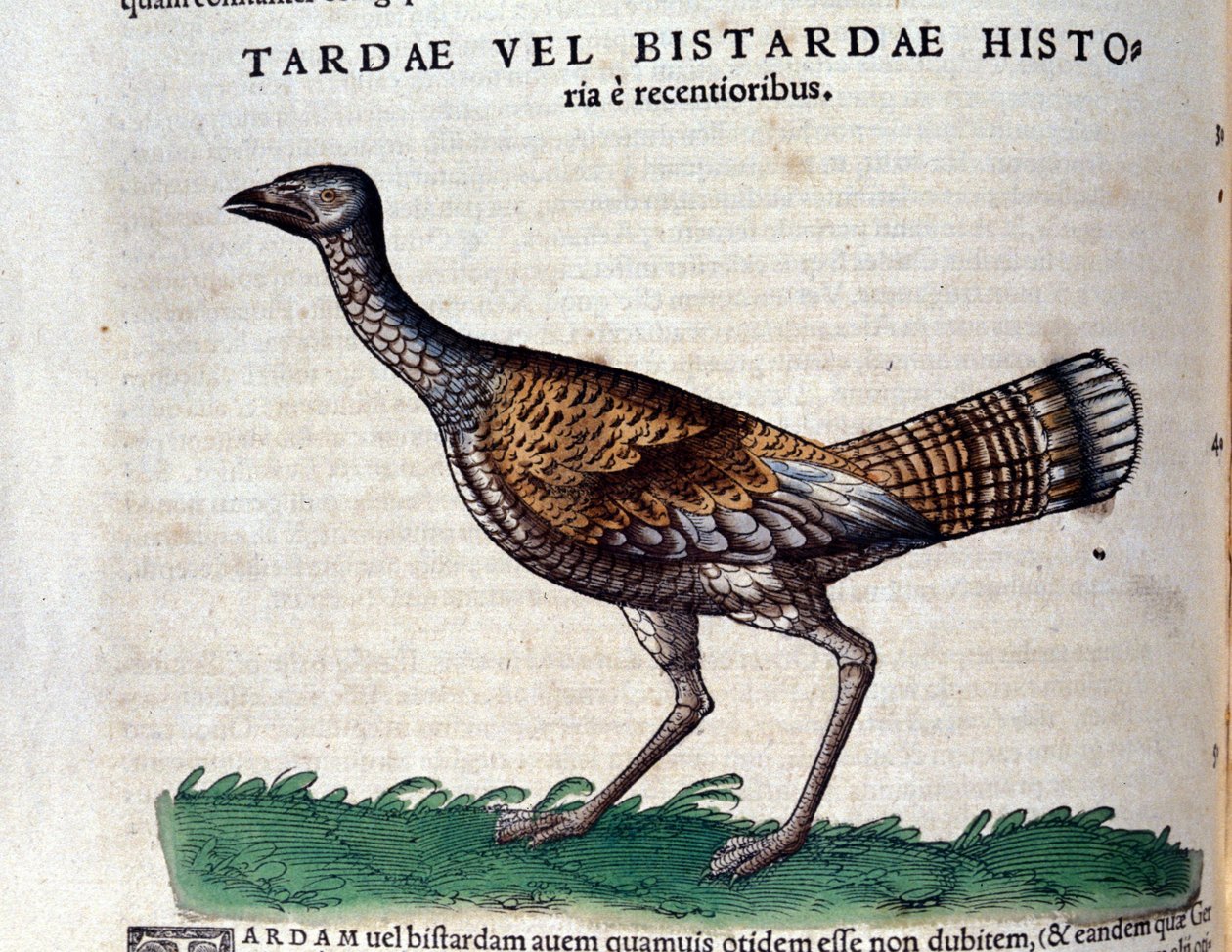 Die Großtrappe in Historia Animalium von Conrad Gesner (1516 - 1565), Tiguri von Unknown artist