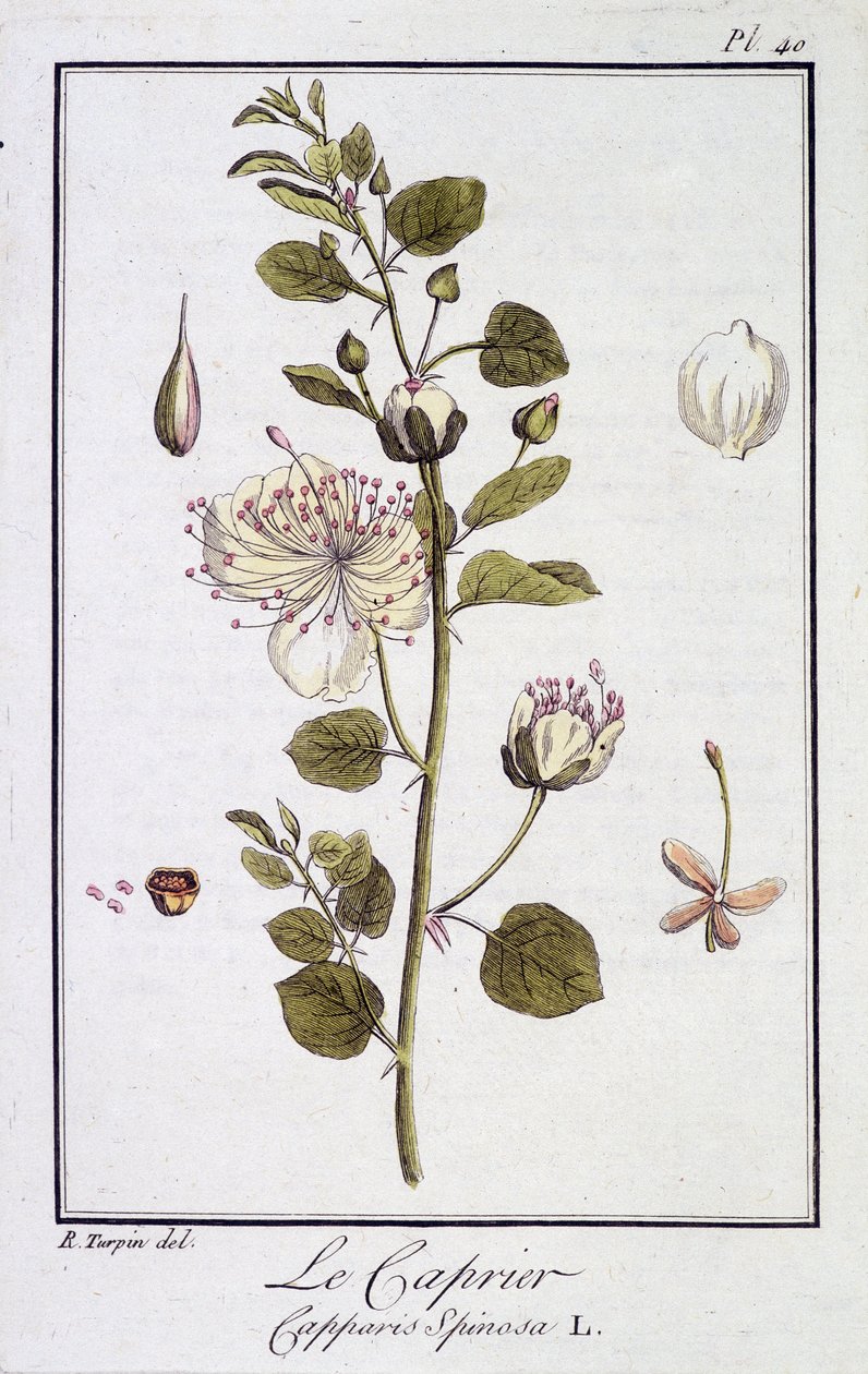 Der Kapernstrauch (Capparis Spinosa) - in „Übungen der Botanik für Händler“, verfasst von J.C. Philibert, Druckerei von Crapelet, Paris von Unknown artist