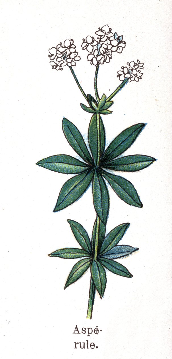 Medizinische und essbare botanische Pflanzen: Waldmeister. Gravur in „Die natürliche Medikation“ von Friedrich Eduard Bilz (1842-1922) von Unknown artist