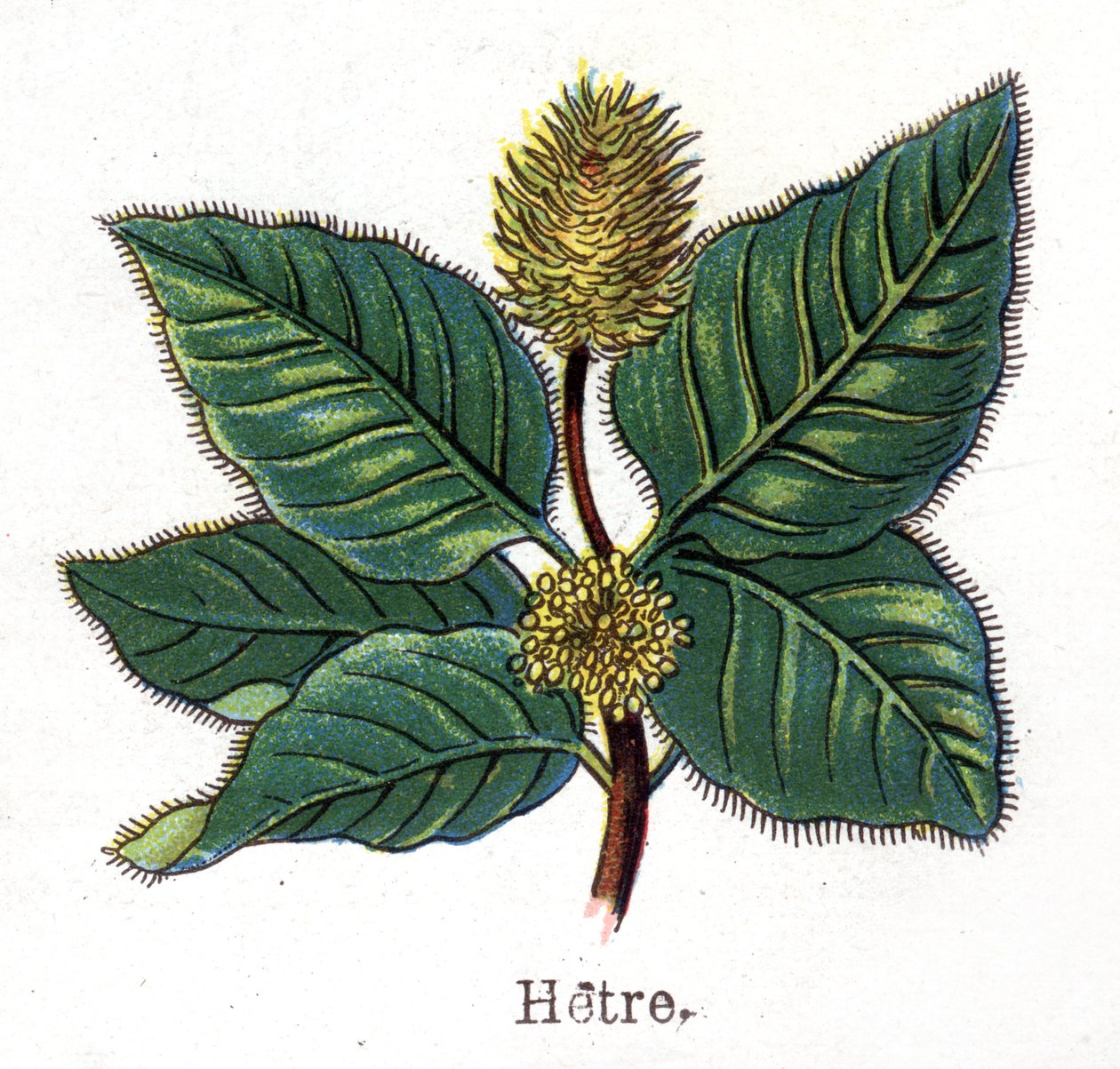 Medizinische und essbare botanische Pflanzen: Buche. Gravur in „Die natürliche Medikation“ von Friedrich Eduard Bilz (1842-1922) von Unknown artist