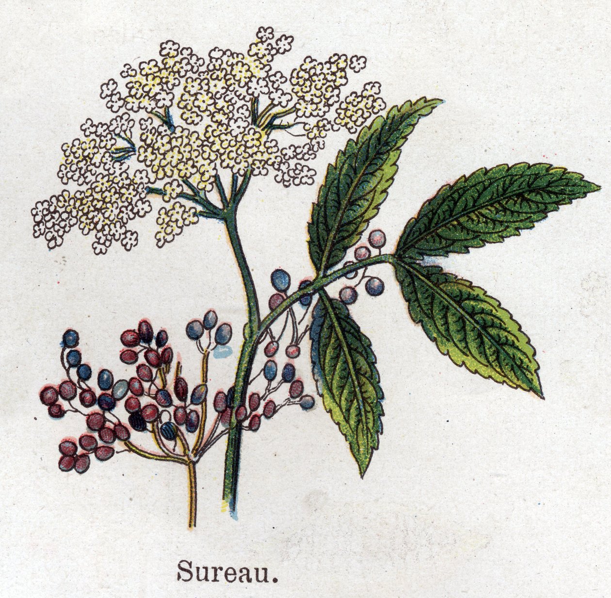 Medizinische und essbare botanische Pflanzen: Holunder. Gravur in "La medication naturelle" von Friedrich Eduard Bilz (1842-1922) von Unknown artist