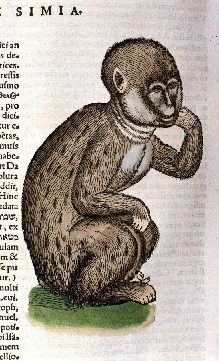 Affe nach der Historia Animalium von Conrad Gesner, Tiguri 1560. Biblioteca nazionale Braidense. Mailand von Unknown artist