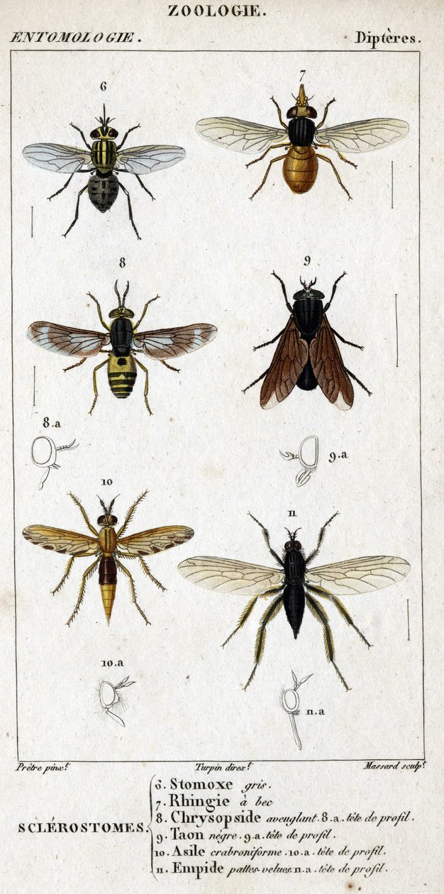 Tafel der Naturgeschichte. Entomologie. Familie der Dipteren. Sclerostomes: 6. Graue Stomox; 7. Schnabel-Rhingia; 8. Blendende Chrysopside; 8a. Profilkopf; 9. Schwarzer Bremsen; 9a. Kopf im Profil; 10. Crabroniformes Asyl; 10a. Kopf im Profil; 11. Emboid b von Unknown artist