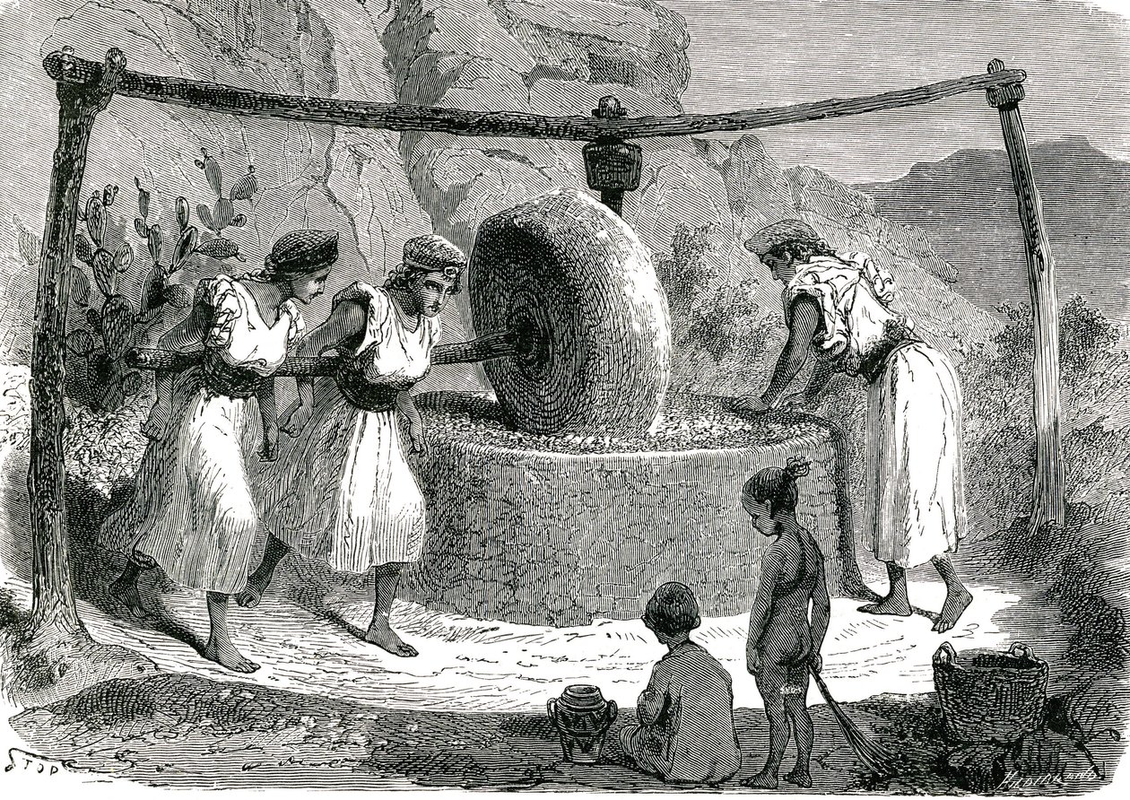 Olivenmühle in Algerien 1885 von Unknown artist