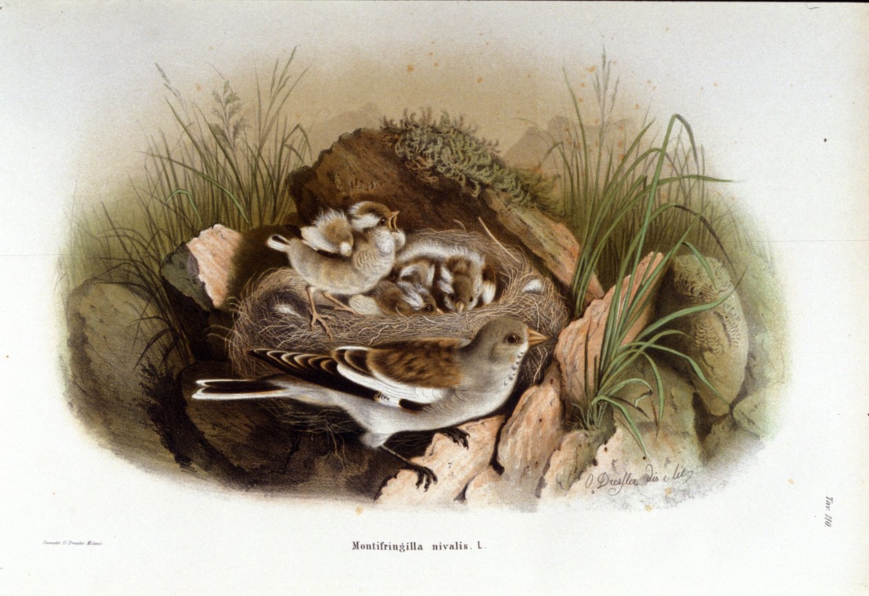 Ornithologie: eine Alpenbraunelle in der Nähe des Nestes ihrer Jungen von Unknown artist