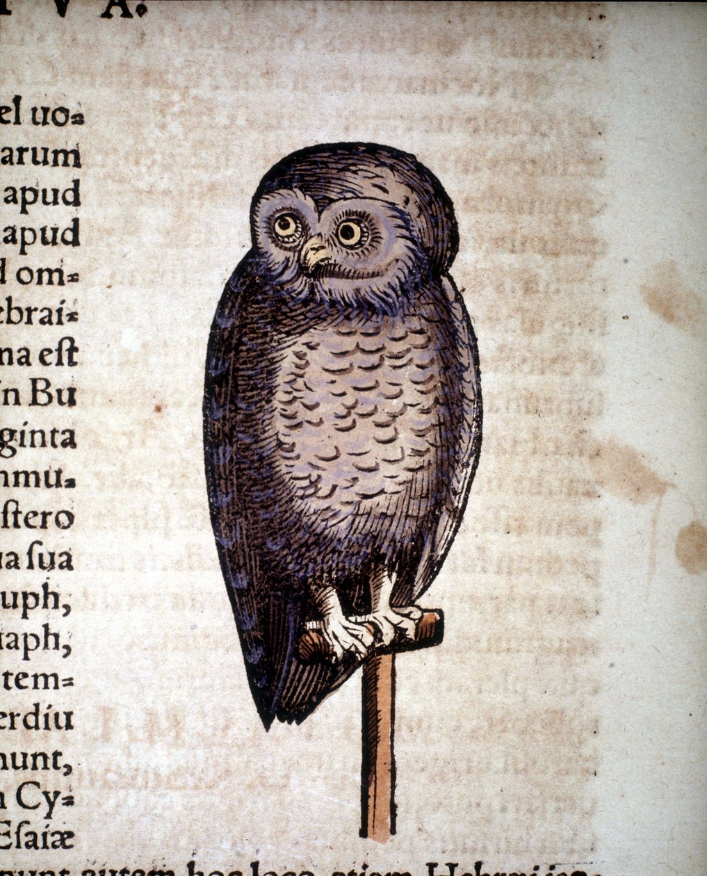 Eule - aus Historiae animalium von Konrad Gesner, Tiguri von Unknown artist