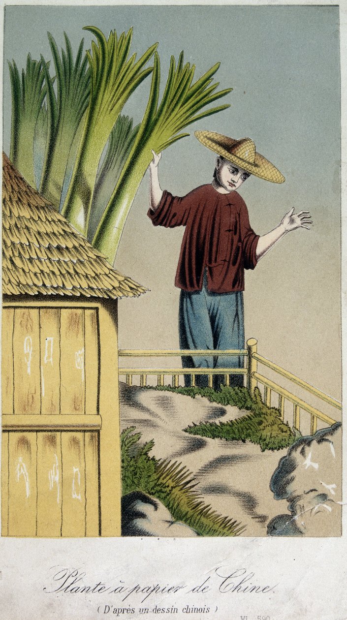 Papierpflanze, China von Unknown artist