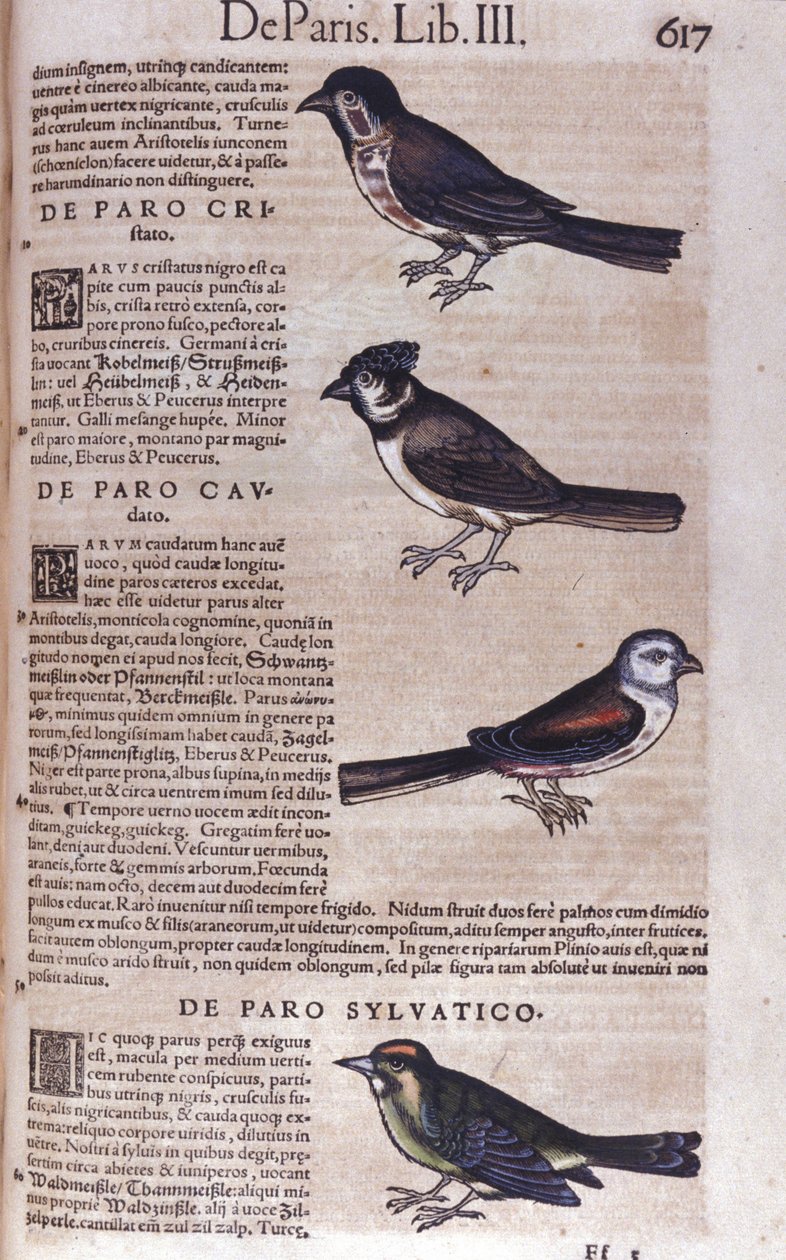 Sperlingsvögel in Historia Animalium von Conrad Gesner (1516 - 1565), Tiguri von Unknown artist