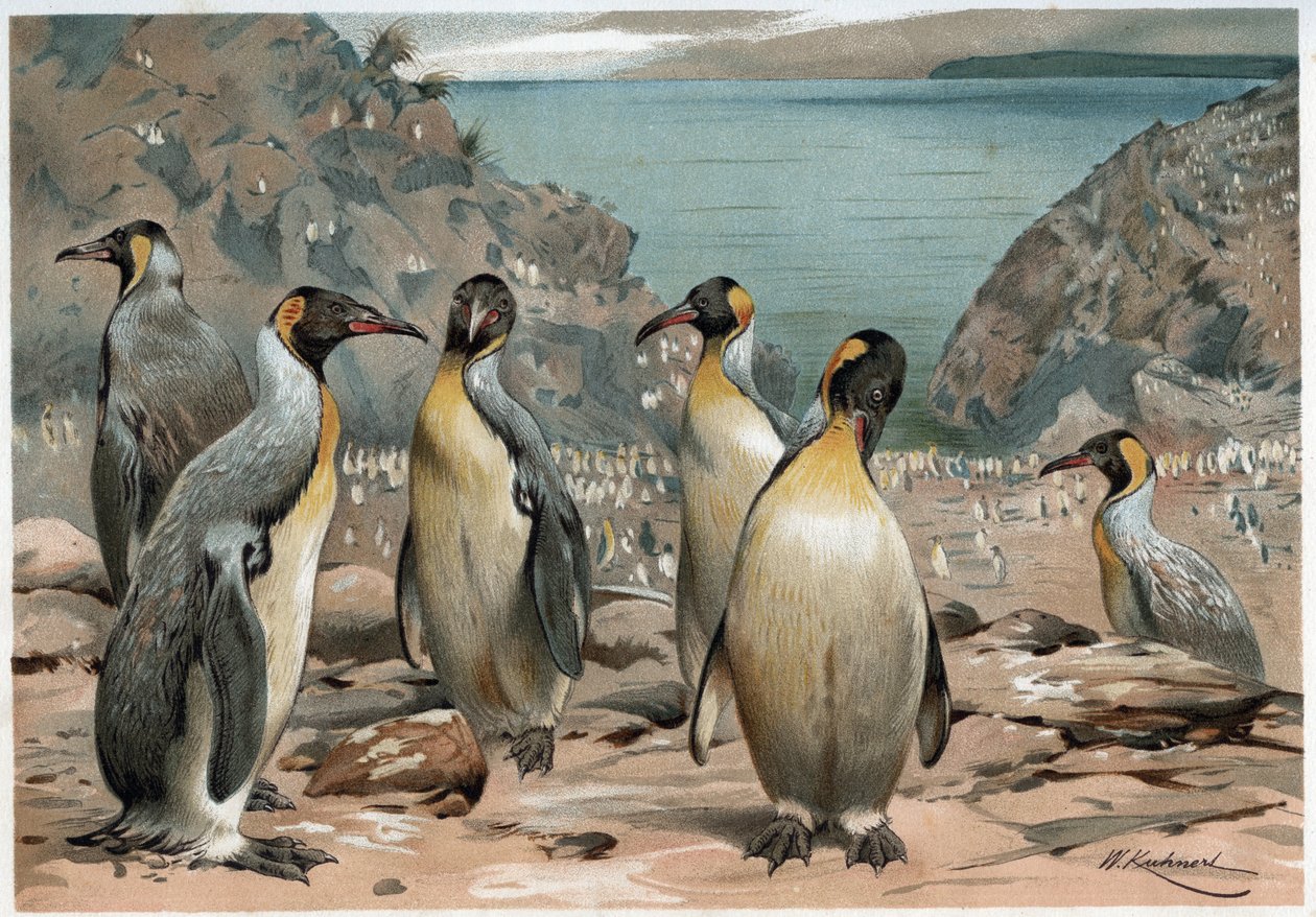Pinguine - in „La vita degli animali“ von A. E. Brehm, Turin von Unknown artist