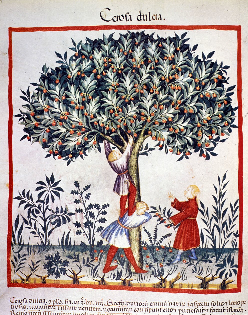 Kirschen pflücken. Illustration aus dem Buch der Medizin und Diätetik „Tacuinum sanitatis“ von Unknown artist